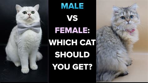 Male Cats Vs Female Cats Pros And Cons Thatcatblog