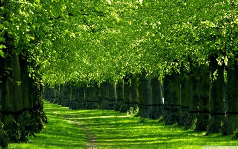 Free Download Green Nature Wallpaper Sf Wallpaper 1920x1080 For Your