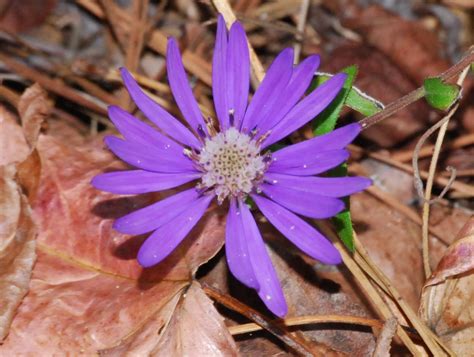 North Georgia Naturalist Georgia Aster Discovery Of Murray County Colony