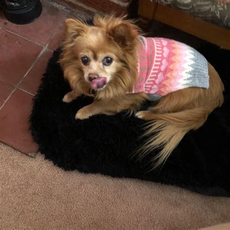 Fluffy Puppy Pet Salon | New Baltimore MI