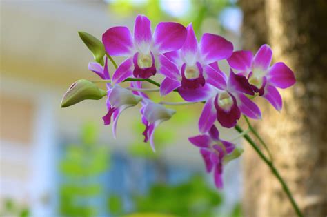 Ver más ideas sobre imágenes, descargar imágenes bonitas, imágenes bonitas. Perfil Imagenes De Flores Bonitas Para Descargar Gratis