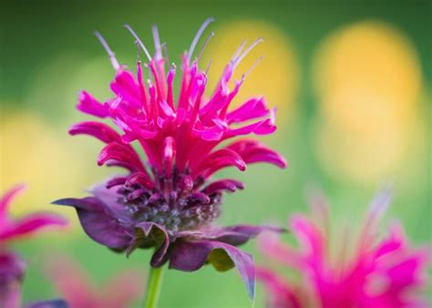 Bee Balm Plant How To Grow And Care Guide Blue House