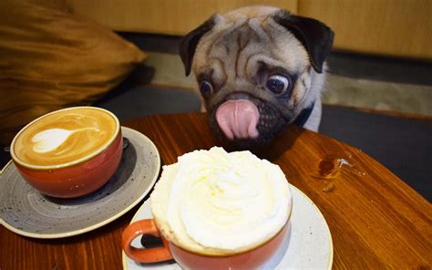 Pugs Are Taking Over This Coffee Shop In London Travel