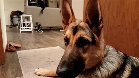 Tolerant gsd karma trying to nap while being annoyed by a kitten. Cat Protects Kitten Stares Down German Shepherd Puppy ...