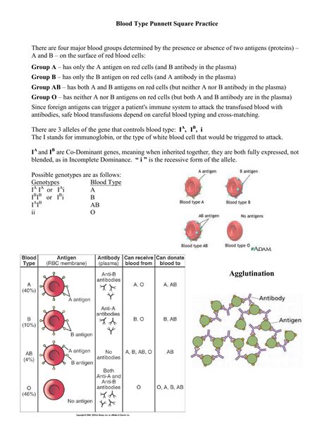 Monohybrids with punnett squares handout made by the amoeba sisters. Blood Type Punnett Square Practice Worksheet Answer Key