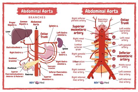 Abdominal Aorta Anatomy Arterial Branches By Rev Med Abdominal