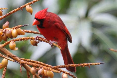 Greenham Birding Birds Of Hawaii