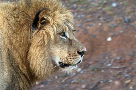 Close Up Of Male Lion In The Kruger National Park South Africa Stock
