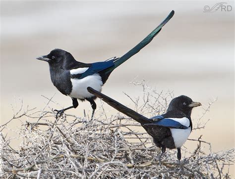 See more ideas about alice walker, decor, magpie. Black-billed Magpie Nesting Behavior - Feathered Photography