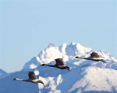 Comings And Goings Spot These 10 Migrating Northwest Birds
