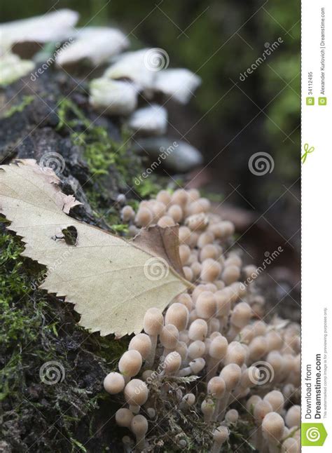 Mushrooms On A Stump Stock Image Image Of Mushroom Green 34112495