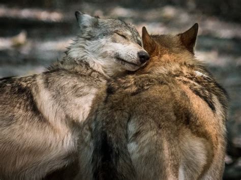 Her Wolf “ Loving Wolves Hugging By Jay Huron A “touching Moment