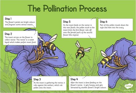 What Is Pollination Twinkl Teaching Wiki Pollination Plant Life