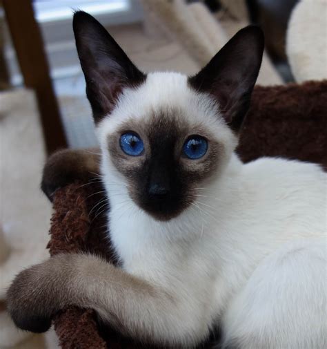 A Siamese Cat With Blue Eyes Sitting In A Chair