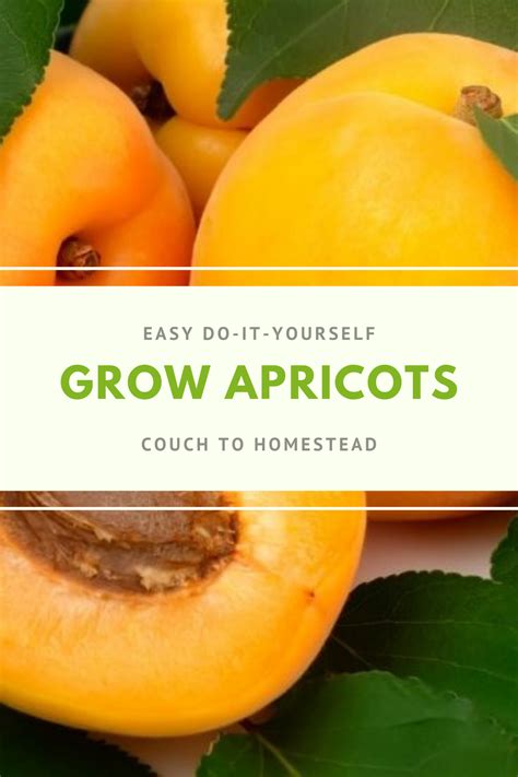 How To Grow An Apricot Tree From A Stone In 5 Steps Apricot Tree