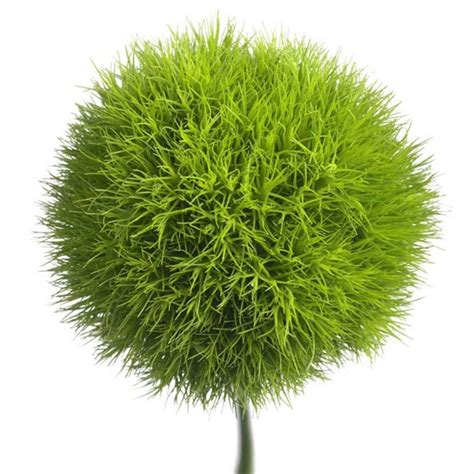 I liked this plant because of the ball shape. Dianthus Green Ball - Dianthus - Flowers and Fillers ...