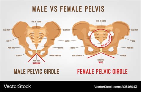 Male Vs Female Pelvic Bone Anatomy