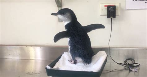 Baby Penguin Rescued From Storm Drain The Dodo