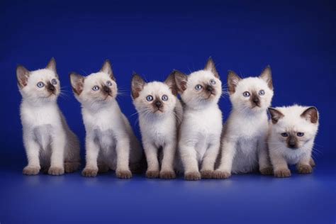 The prices can vary depending on the quality, color, and age. How much does a Siamese cat cost? in 2020 | Siamese cats ...