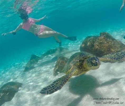 Here Are The 7 Best Places To Swim With Turtles On Oahu Oahu Turtle