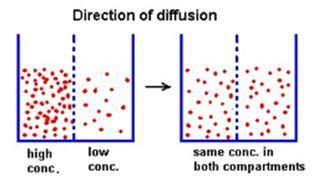 The movement of molecules or particles from an area of. KSJBIO: #111 Cells Transportation- Passive Transport in ...
