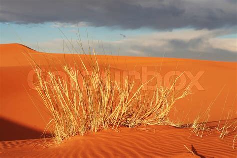 Grass In Desert Stock Image Colourbox