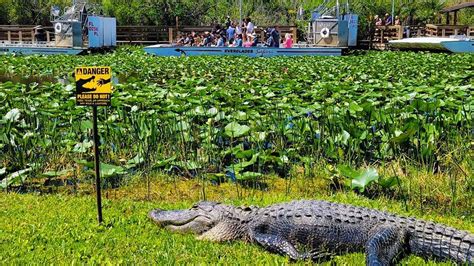 Updated 2022 Everglades Safari Park Coupon Reviews And Tips