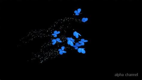 Blue Butterflies Animation Stock Video Envato Elements