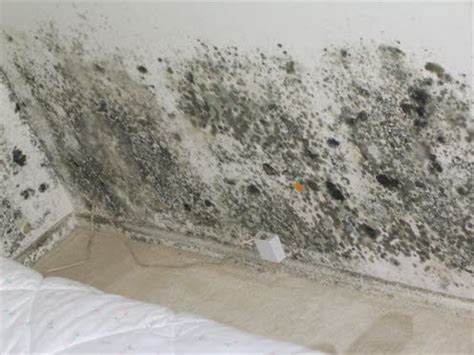 Check spelling or type a new query. Typical Mold Findings that may cause health problems for ...