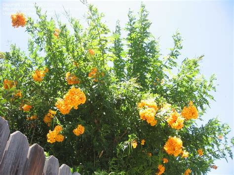 Jeden tag werden tausende neue, hochwertige bilder hinzugefügt. Orange Bells Tecoma x smithii | Succulent Garden ...