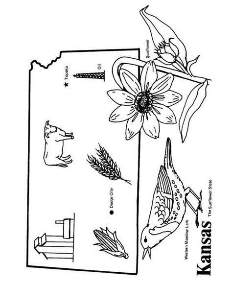 Kansas State Flower Coloring Page