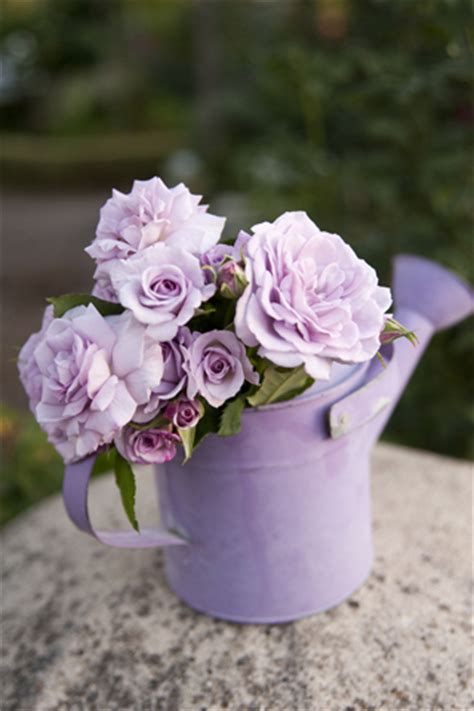Miniature roses also have an appeal of their own. Miniature Roses - Rose Sales Online