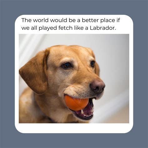 10 Labrador Memes That Prove These Pups Have The Best Personalities