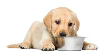 What's the best dog food for puppies? Top 10 Best Puppy Foods for 2021 | Dog Food Advisor