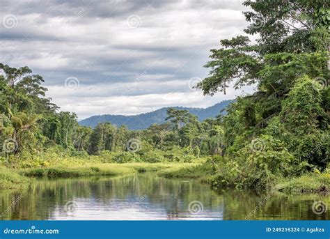 Peaceful Stream In The Amazon Rainforest Stock Photo Image Of Nature