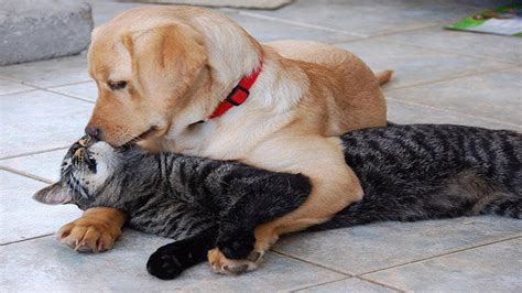 Romantic Dog And Cat Act Like A Couple Funny Video Compilation Youtube