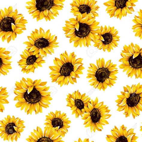 Sunflower Drawing Wallpapers Bigbeamng