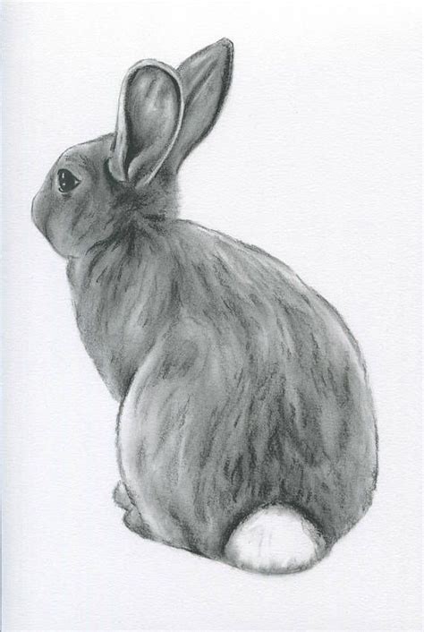 Cute Rabbit Drawing Realistic Bunny Drawing