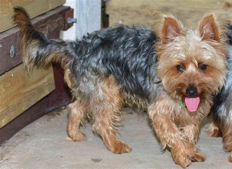 Terrier puppies for sale are a good purebred choice for someone looking for a smaller companion puppy who likes to work, stay active and be around their owners. Australian Silky Terrier Puppies For Sale | PETSIDI