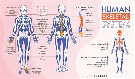 Human Skeletal System Infographic Template Vector Download