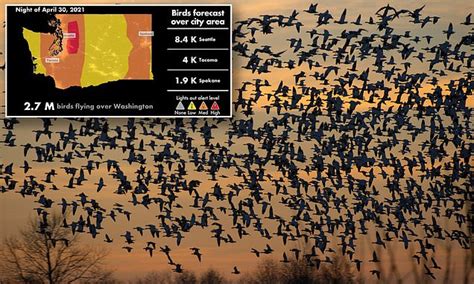 More Than 115 Million Migrating Birds Will Fly Over Washington State