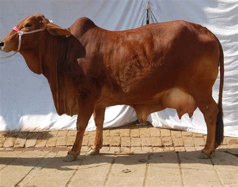 Live Sahiwal Cow Buy Live Sahiwal Cow For Best Price At Inr Approx