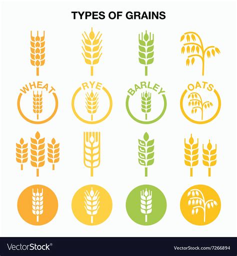 Types Of Grains Cereals Icons Wheat Rye Barle Vector Image