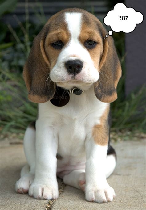 Cute Puppy Dogs: cute beagle puppies