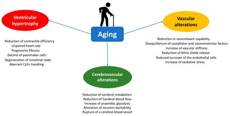 Ijms Free Full Text The Impact Of Aging On Cardio And