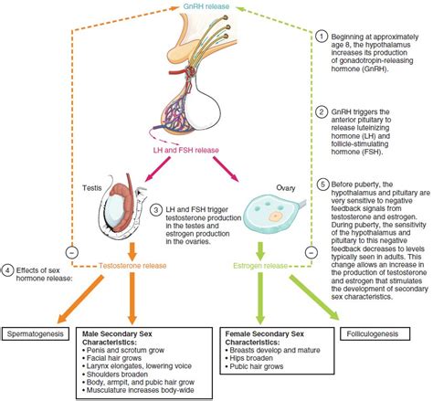Development Of The Male And Female Reproductive Systems Biology Of Aging