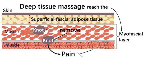 Deep Tissue Massage Anatomy Deep Tissue Massage Deep Tissue Massage
