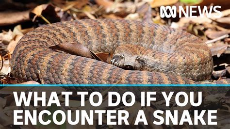 What Should You Do If You Re Bitten By A Snake Or Come Across One In