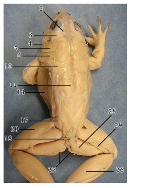 Frog Dissection Diagram Quizlet