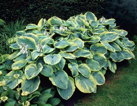 Hosta Sieboldiana Frances Williams 26 Inches Tall By 63 Inches Wide
